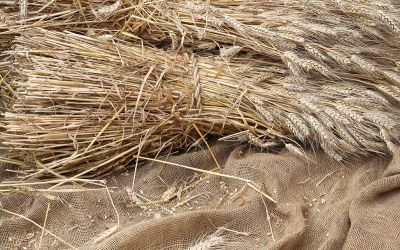 Harvested grain to illustrate Jesus’ Mission and Purpose to reap a spiritual harvest